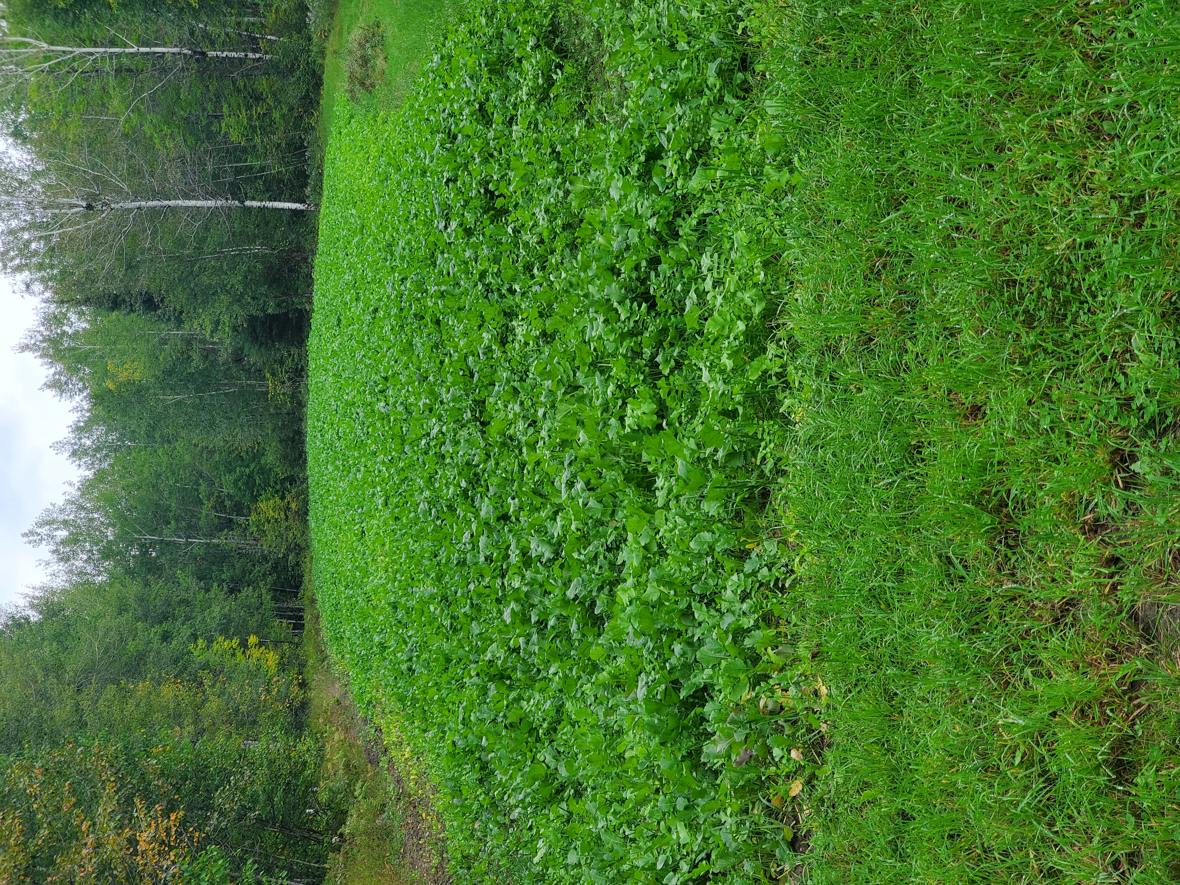 Trophy Buck Food Plots