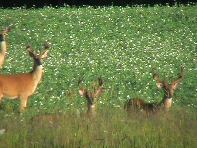 Feeding & Hunting Preparation Services