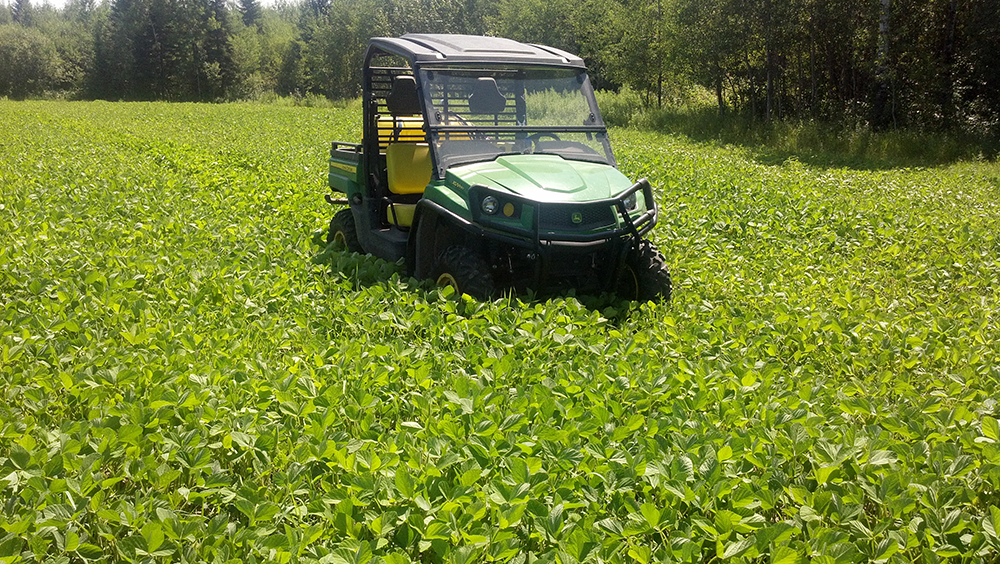 Looking Back At Food Plots What Works And What...Not So Much