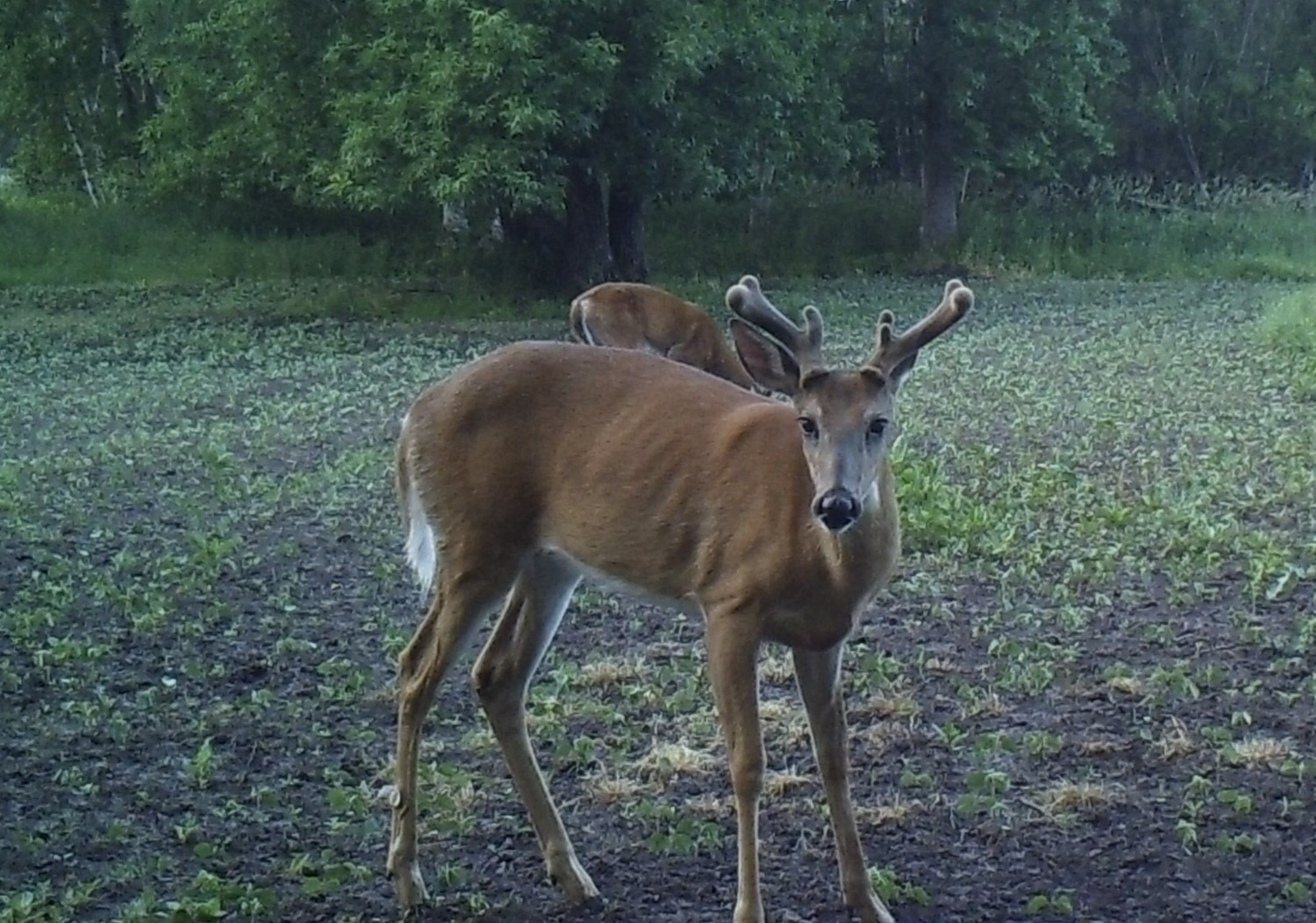 Process to Plant Great Spring Food Plots