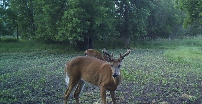 Process to Plant Great Spring Food Plots